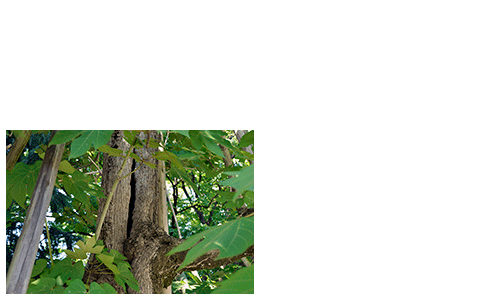 新しい生命が芽吹いた Takimitsuru Com 新しい生命が芽吹いた Takimitsuru Com